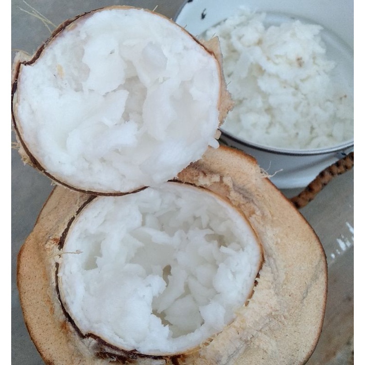 

kelapa kopyor kecil
