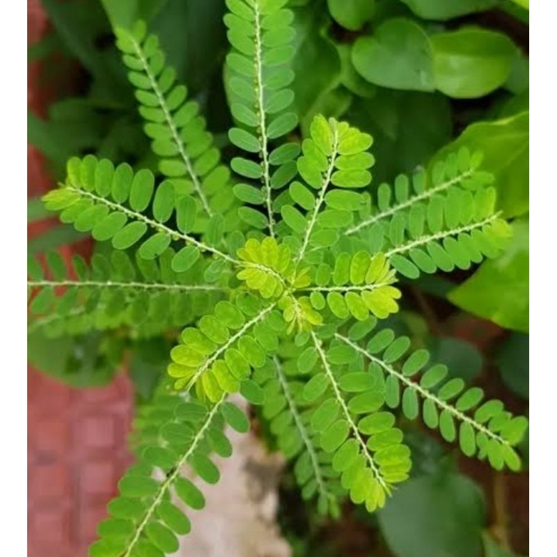 

Daun meniran segar petik langsung