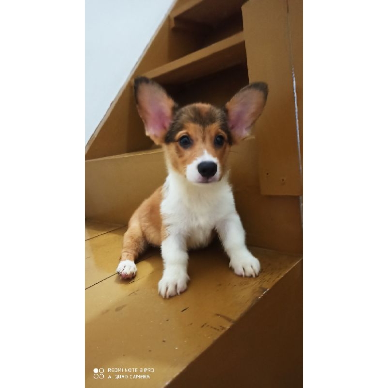 Anjing corgi jantan