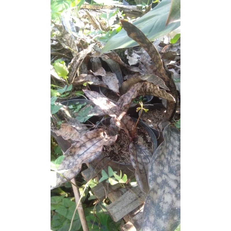 sansevieria brown kirkii