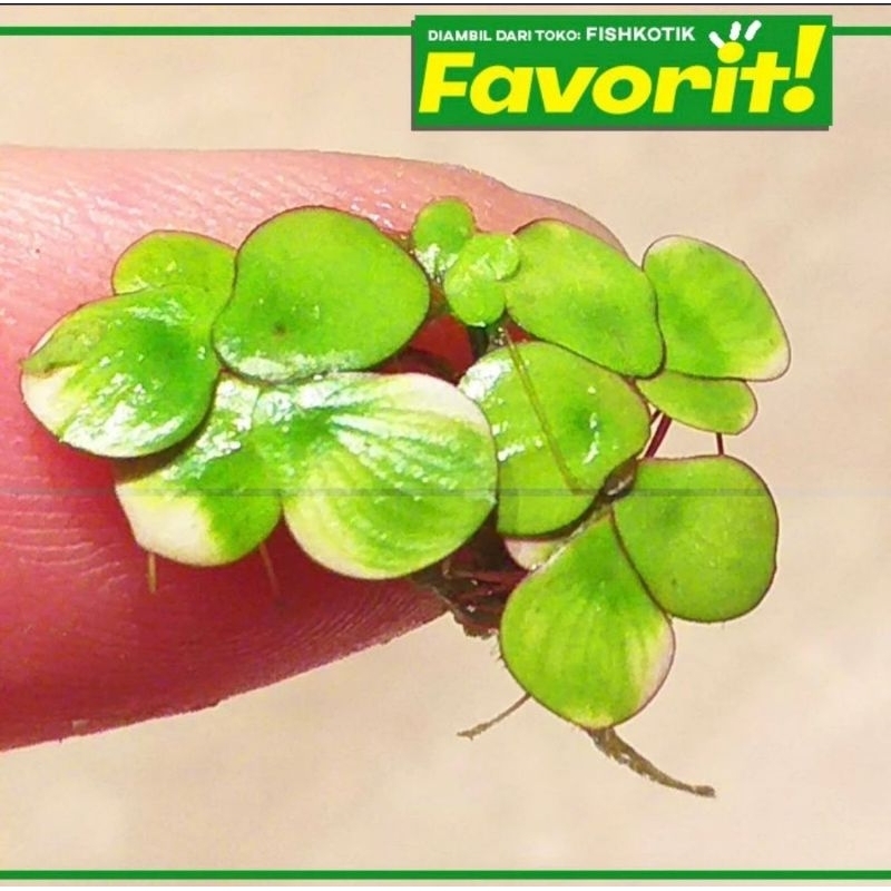 Spirodela Polyrhiza Tanaman Air Apung Aquascape Giant Duckweed Jumbo