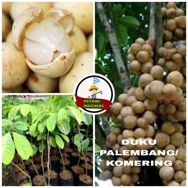 BIBIT DUKU KOMERING/PELEMBANG VALID