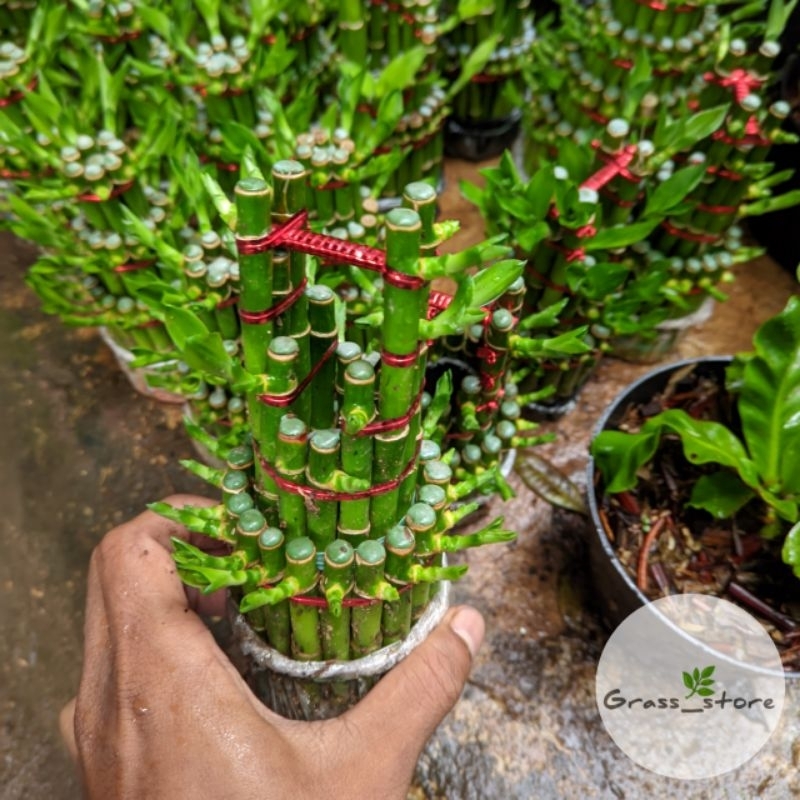 Tanaman hias bambu hoki susun Tanaman bambu hoki bisa hidup di air