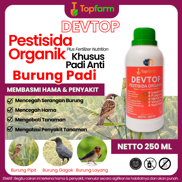 Obat Padi Hama Burung Pipit / Obat Pengusir Burung Pada Padi / Obat Racun Burung Pemangsa Padi / Oba