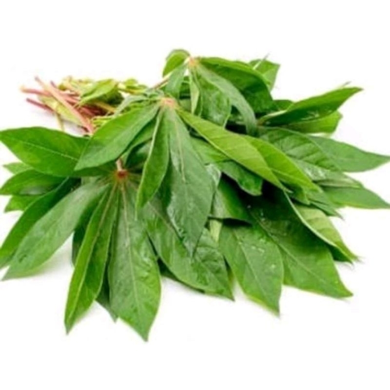 

daun singkong segar 1 ikat godong telo Daun ketela