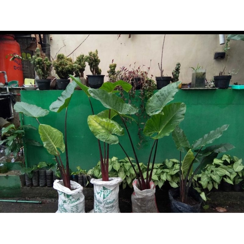Tanaman hias sente wulung / sente hitam / sente bali / alocasia macrorrhizos black stem
