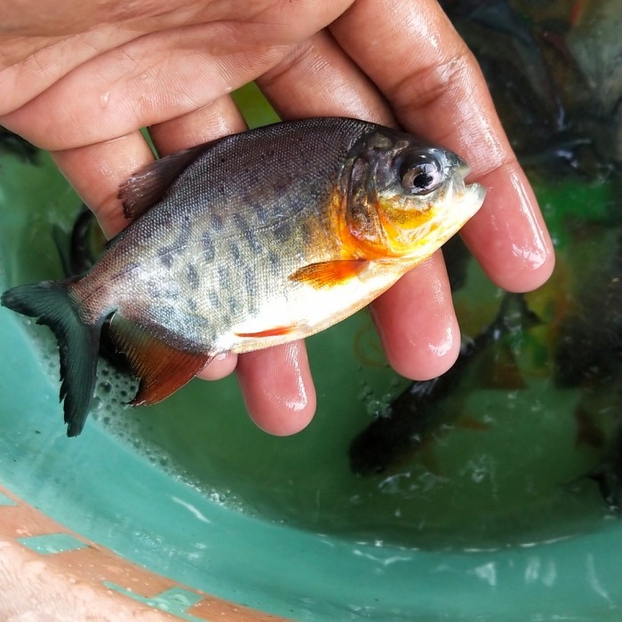 Bibit Ikan Bawal