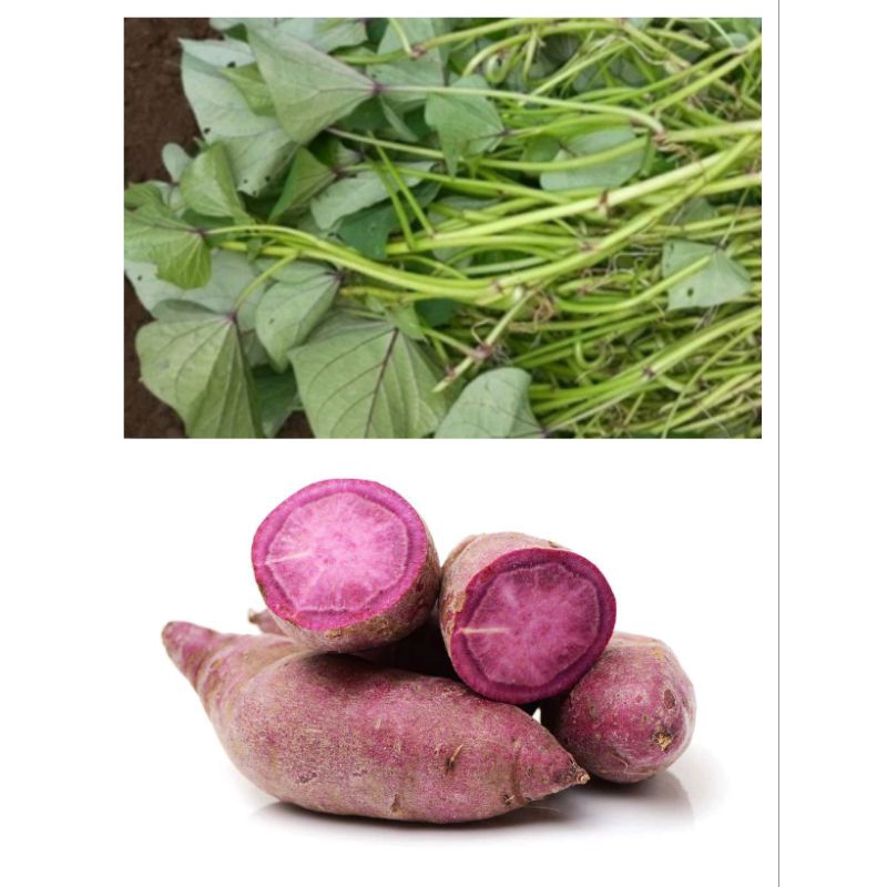 bibit ubi jalar ungu stek, ubi jalar ungu siap tanam