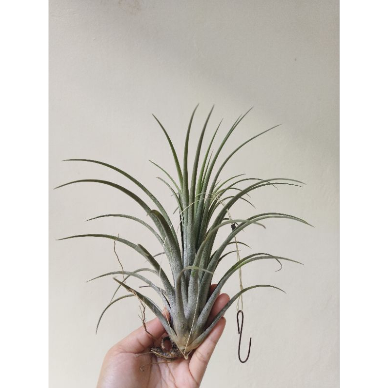Tillandsia Amaranto ( Hybrid capitata X ionantha )