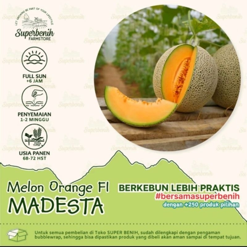 3 biji bibit benih melon orange MADESTA F1