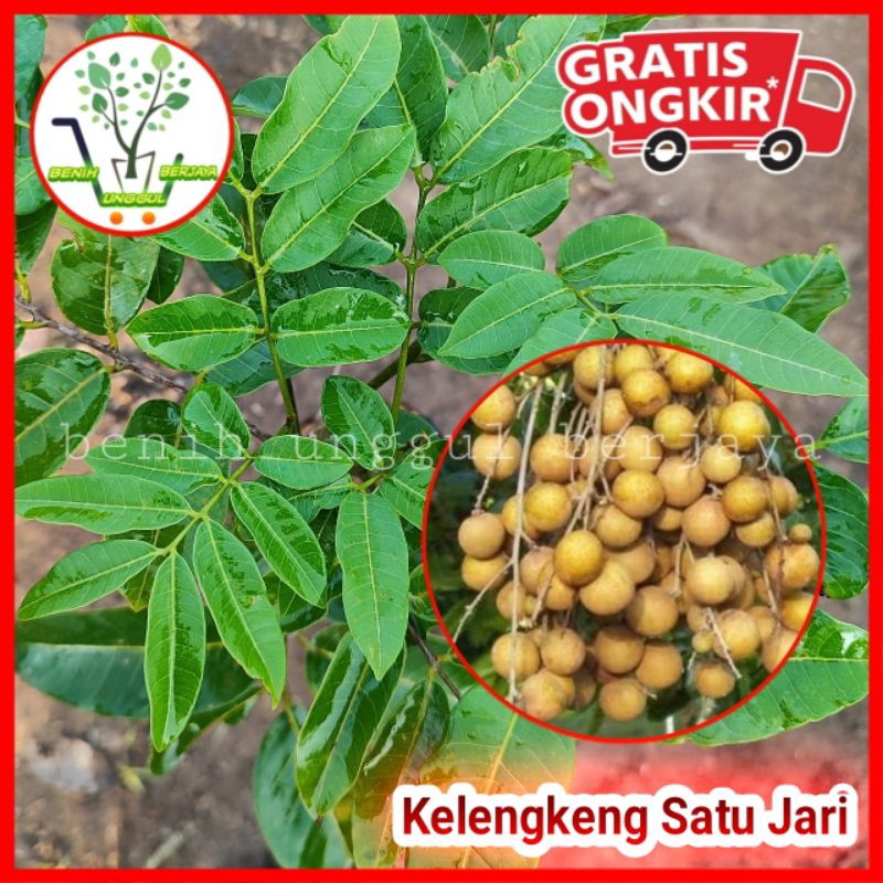 Bibit Kelengkeng Satu Jari