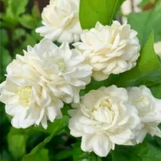 Tanaman Hias Bunga Melati Tuscany/Bunga Melati Telur Bangkok