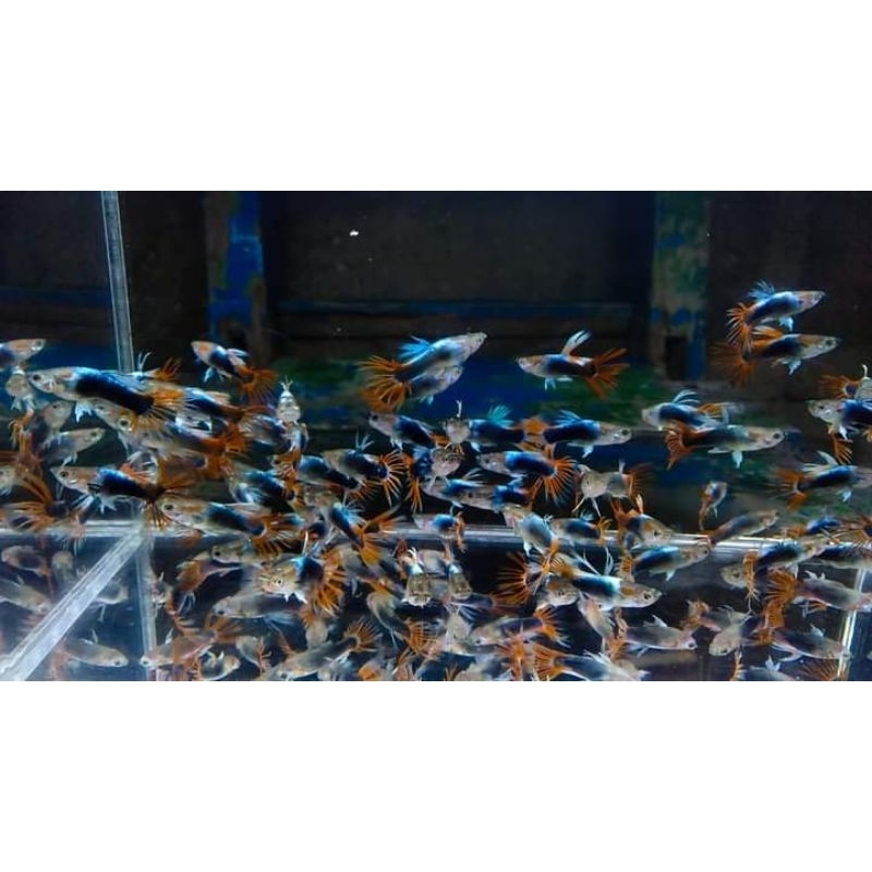 aksesoris aquarium (Guppy Hb Crowntail)