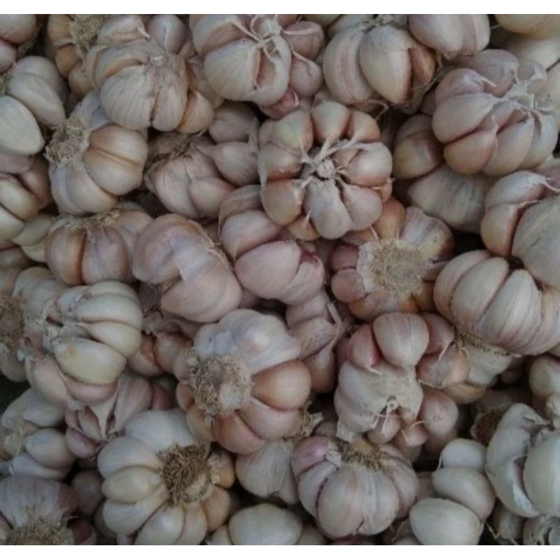 

BAWANG PUTIH BERSIHAN BERKUALITAS