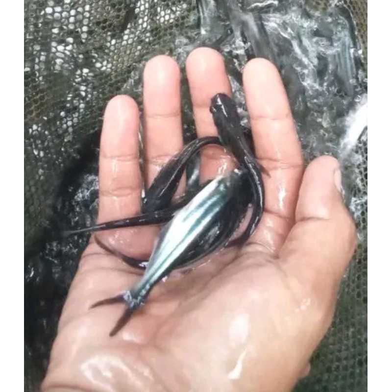 BIbit Ikan Patin 100 ekor