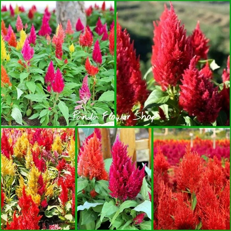 Tanaman Hias Celosia