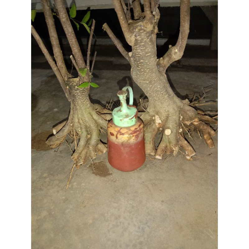 paket dua bahan anput small mame