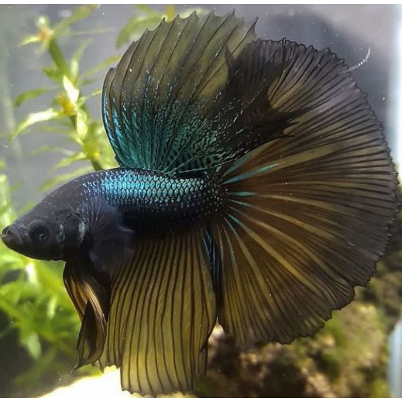 Ikan Cupang Halfmoon Rosetaile Mustard Gas Yellow Gren Ukuran L+ Top Grade