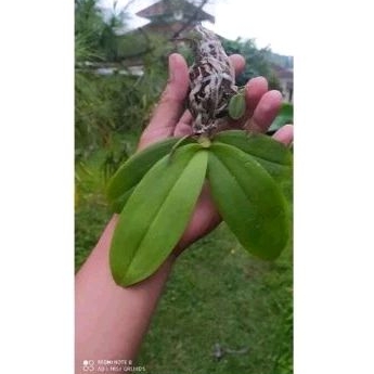 ANGGREK BULAN MINI SIAP BERBUNGA TERMURAH