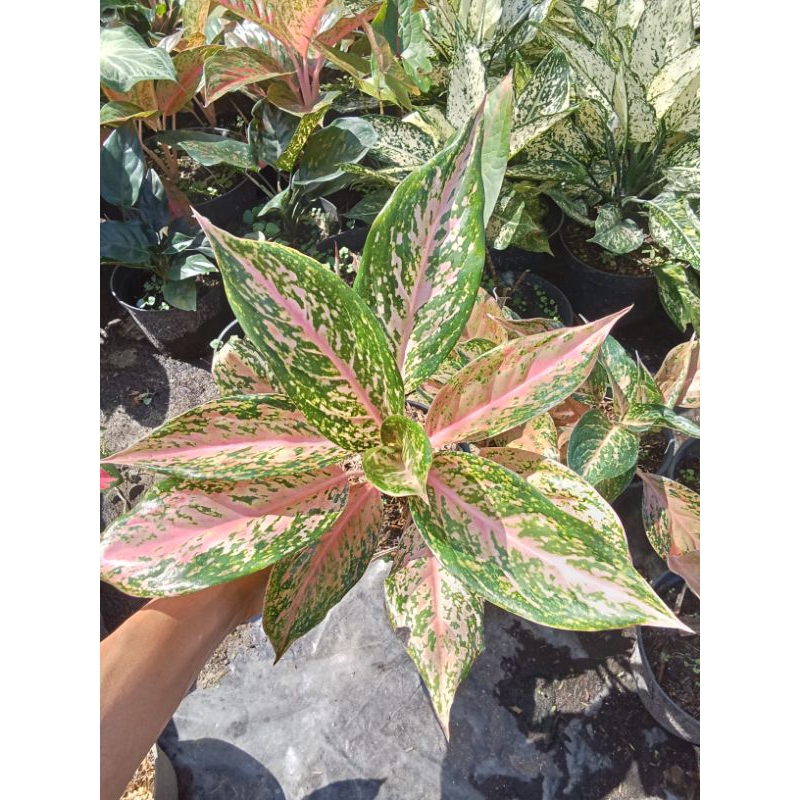 Tanaman Hias Aglonema Silver bell