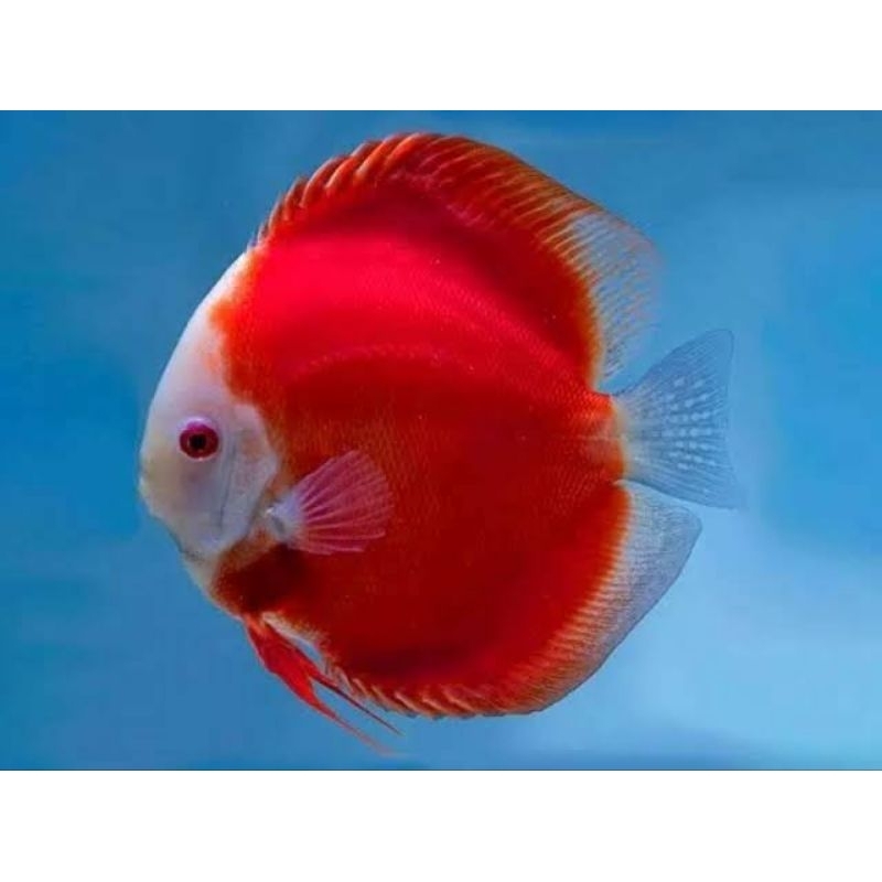 Red Melon Discus Hias Aquarium