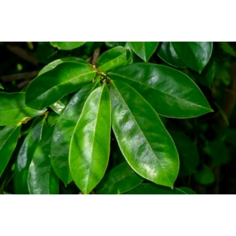 

DAUN SIRSAK Segar organik petik saat order per 10 lembar (bebas pestisida)