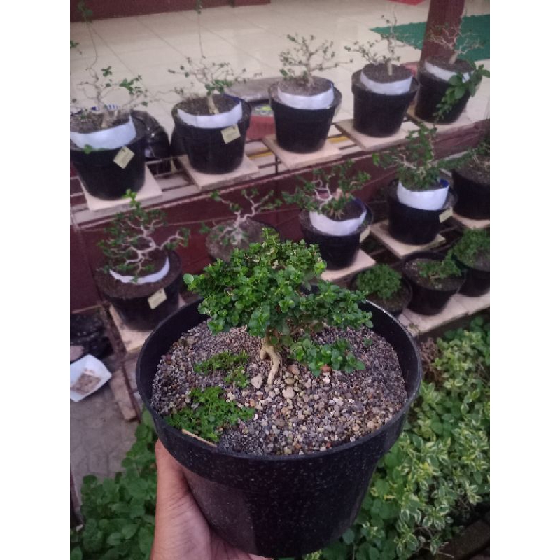 Bahan bonsai Sancang mame