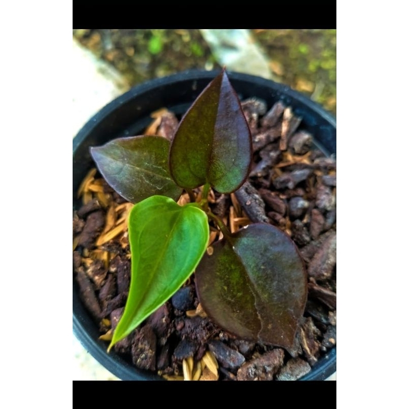 anthurium black jemani x ( karkter mewah)
