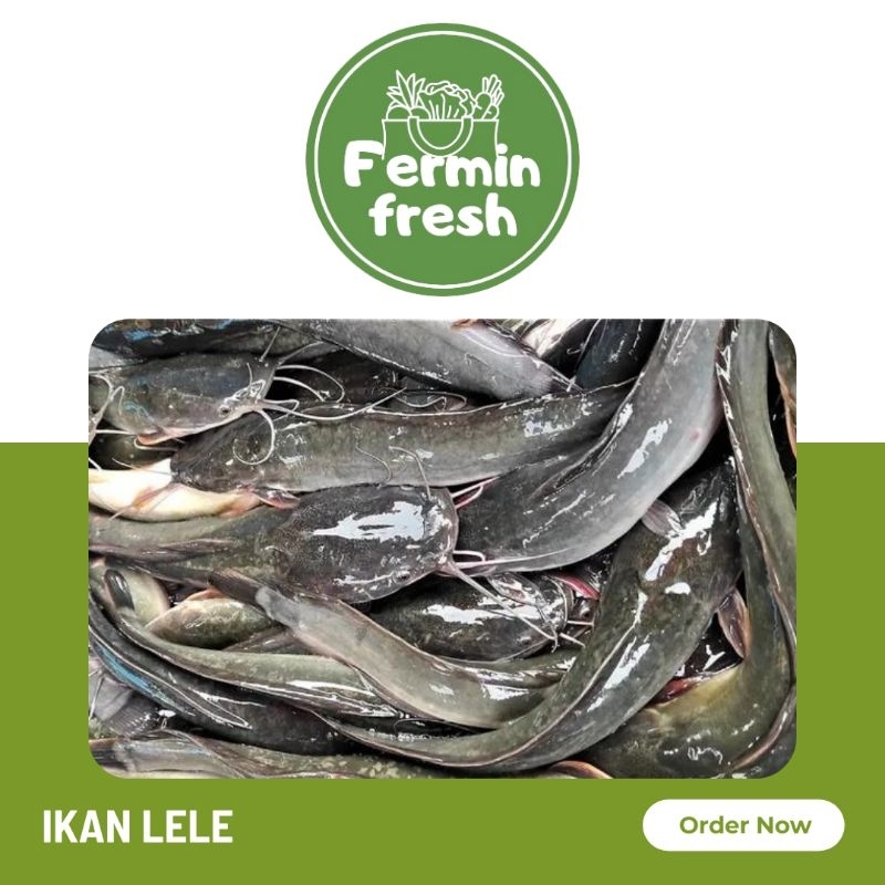 

Fermin Fresh, Ikan lele segar 1000gr