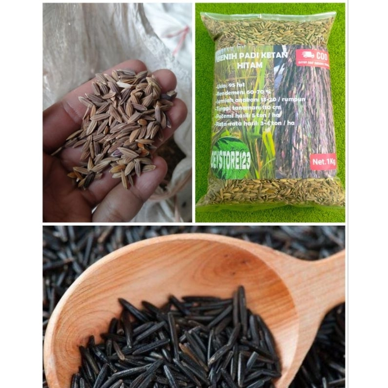 Gabah padi ketan hitam kemasan 1 kg