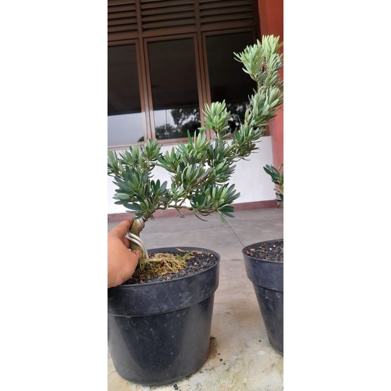 lohansung blue cincuan