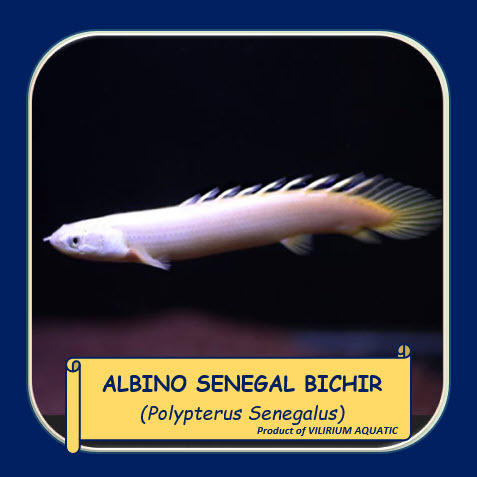 IKAN HIAS AIR TAWAR - PALMAS ALBINO / PALMAS SENEGALUS ALBINO / ALBINO SENEGAL BICHIR / POLYPTERUS S
