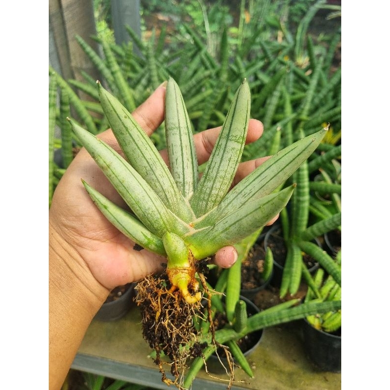 sansevieria boncel platinum cross