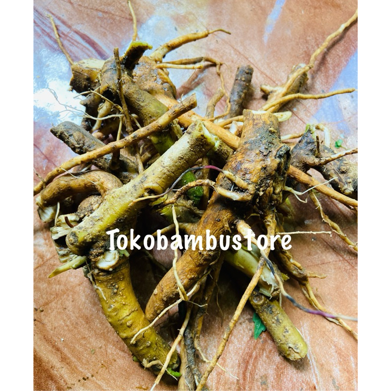 

Akar kecubung segar / akar daun kecubung 250 gram-az