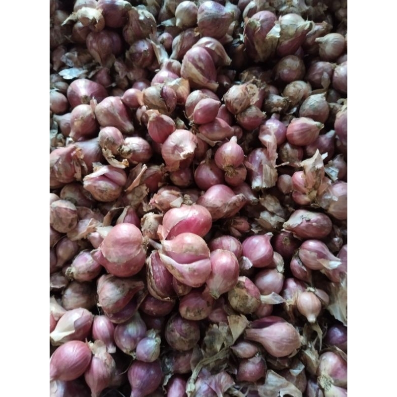 

bawang merah tanggung sedang 5 kg