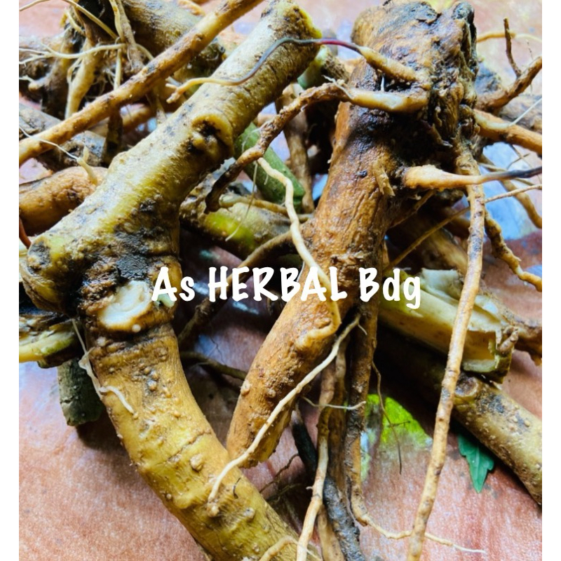 

Akar kecubung segar fresh 250 gram-az