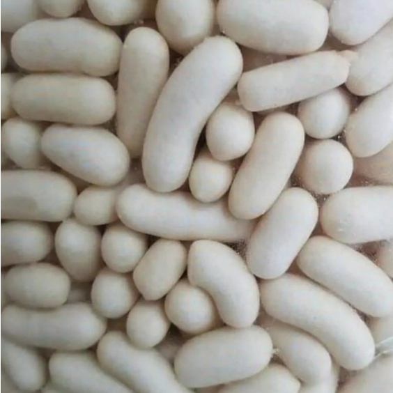 

Pilus Putih
