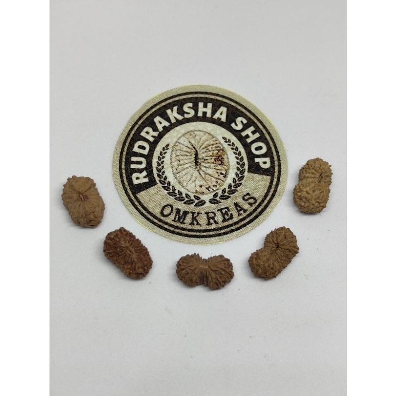 mukhi 17 rudraksha medium size, quality a