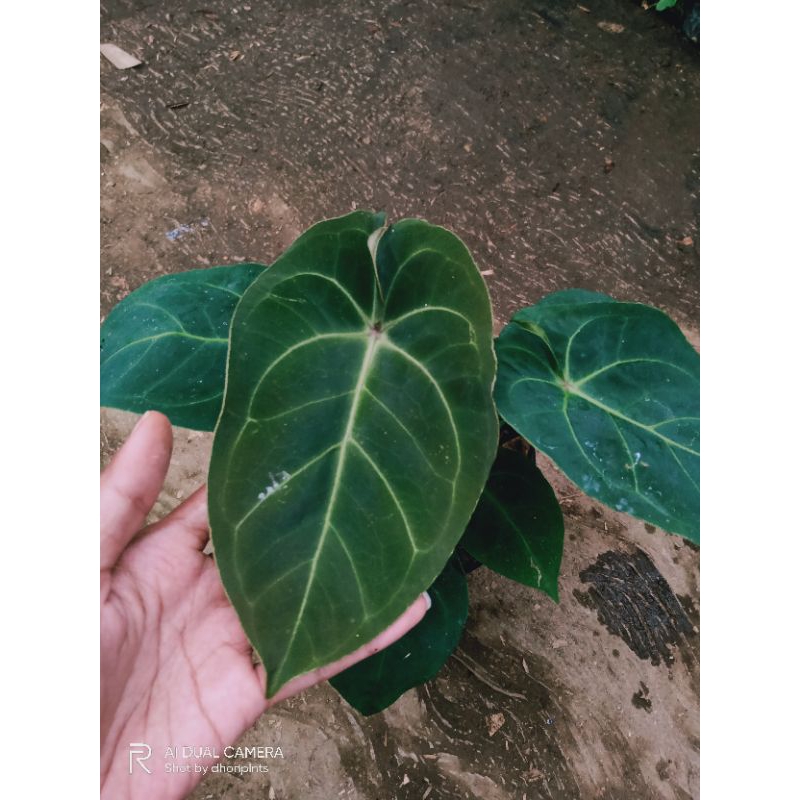 anthurium ace of spades