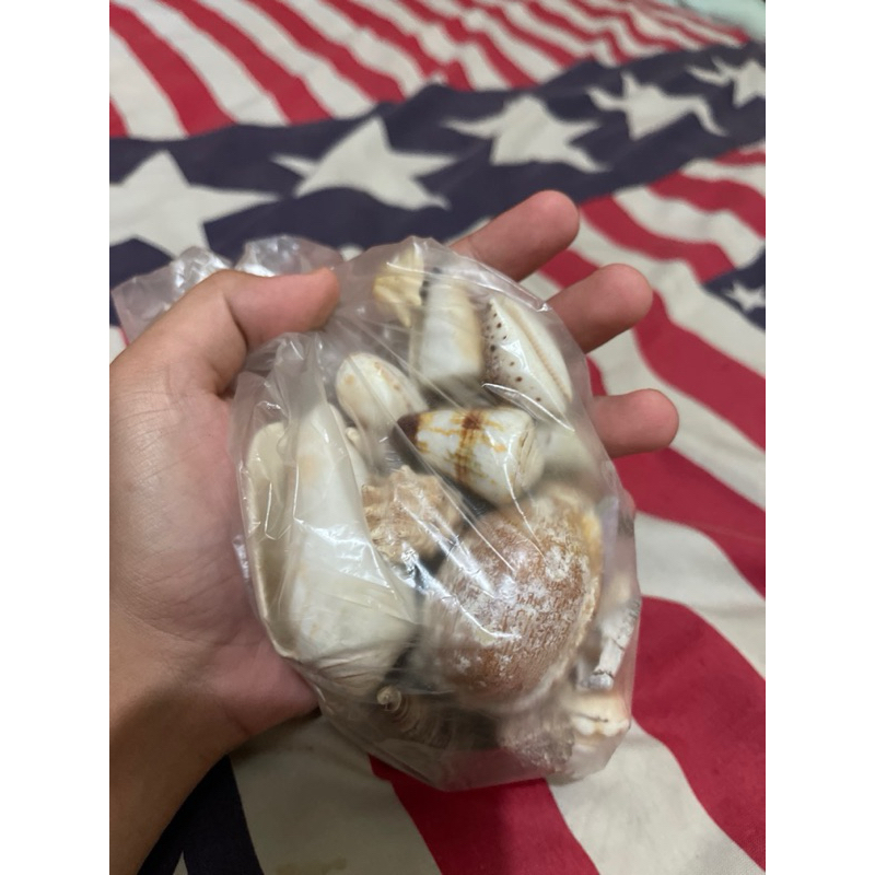 

kerang laut asli