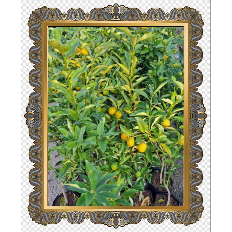 

jeruk nagami berbuah