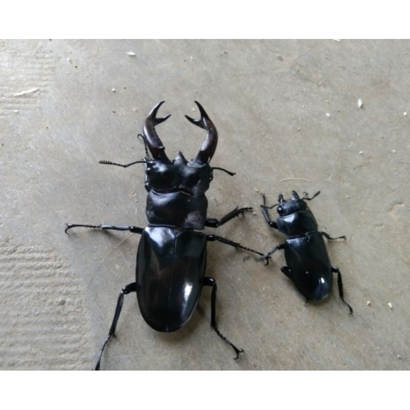 kumbang capit hexarthrius buquety