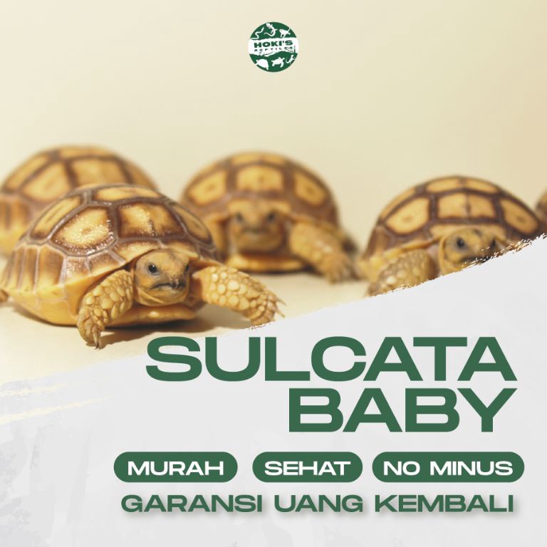 KODE I29D PELET SULCATA BABY 5  6CM SEHAT RAKUS NO MINUS SMOOTH WARNA CERAH GARANSI
