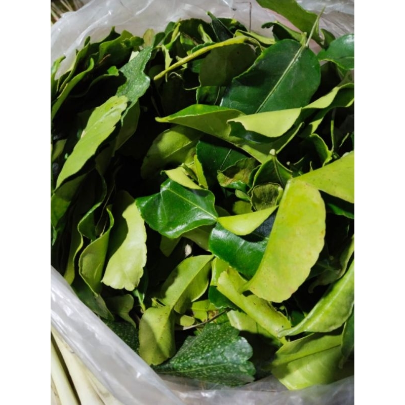 

daun purut 250 gr fresh.