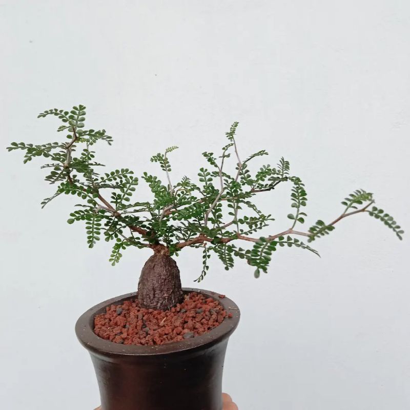 OPERCULYCARYA PACHIPUS TANAMAN HIDUP/ Sukulen / Tanaman kaktus / kaktus potelan / hampers kaktus / k