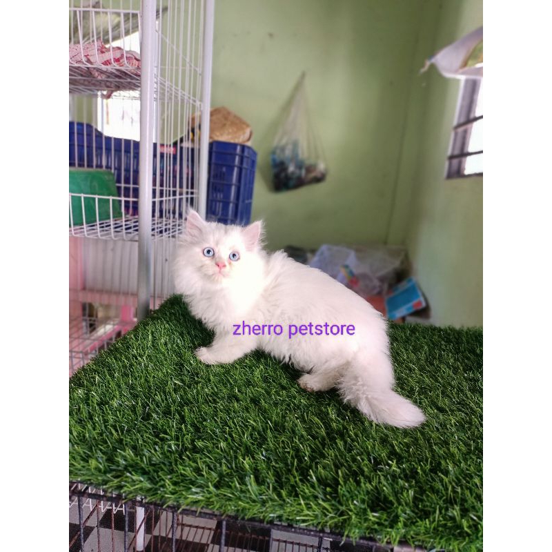 kucing persia himalaya ragdol