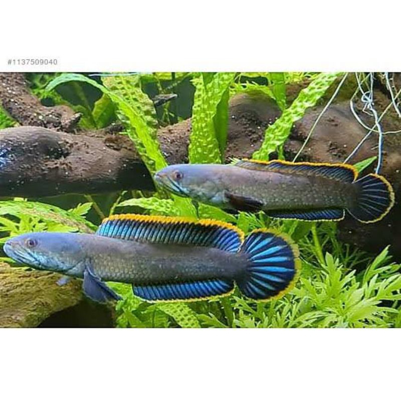 

Obat limbata air ketapang ( 1 kg )