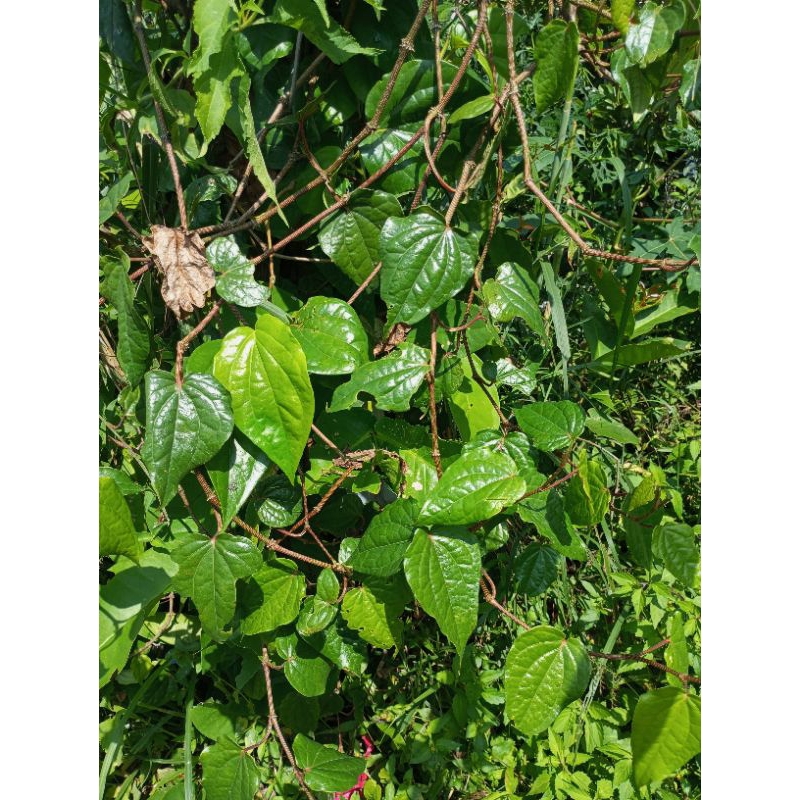 

Daun pohpohan