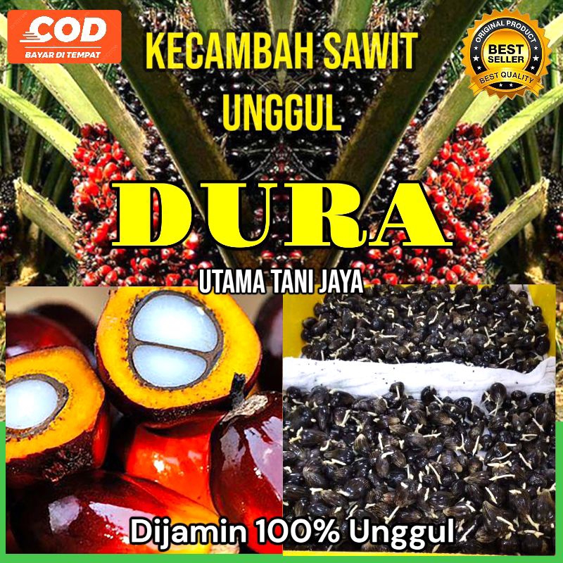 kecambah sawit unggul DURA , dijamin 100% berkualitas isi 250 butir