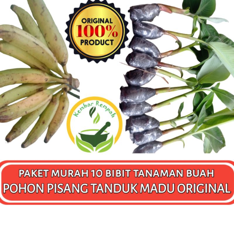 Paket Murah 10 Bibit Pohon Pisang Tanduk Madu Tanaman Pisang Tanduk Madu Original